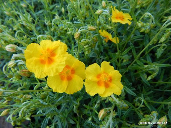 devaterník Ben Fhada se žlutým květem