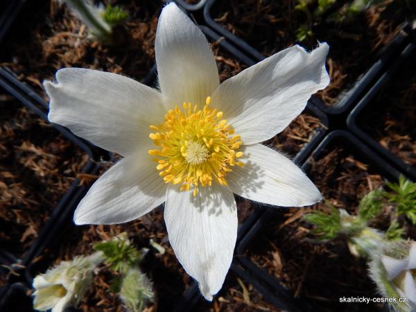 bílý koniklec v plném květu