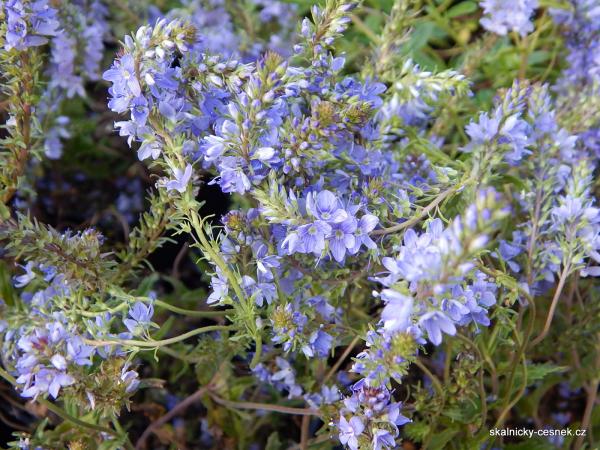 Květy modrého rozrazilu nakvétají ve velkém množství.